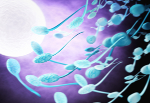 Ciclo de inseminación artificial con donante en Fiv Center Aravaca