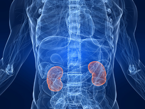 Ecografía de abdomen completo (incluye riñones) en Centro Médico Somosaguas - Pozuelo Ecografía de abdomen completo (incluye riñones) en Centro Médico Somosaguas - Pozuelo