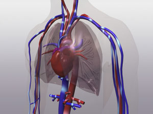 Doppler de unión cervicotorácica venosa en Centro Radiología IMD Sabadell