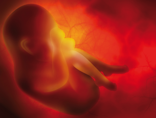 Determinación del sexo fetal en sangre materna en Laboratorio Labco Sabadell